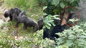 獼猴誤闖領地，慘遭黑猩猩圍毆捶打慘死。（圖／翻攝自Threads_05_25_lai_tommy）