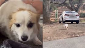 主人空難亡！愛犬孤單徘徊身影曝光　動物團體接手照顧。圖／動保組織care_korea_official　　ｉｇ