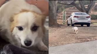 一家9口空難…愛犬仍死守家門等主人歸來