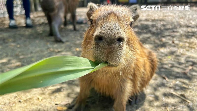 頑皮世界佛系選戰！水豚靠1招大統領3連霸