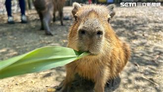 頑皮世界佛系選戰！水豚靠1招大統領3連霸