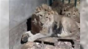 動物管理員耍帥「1人馴3獅」遭咬死全錄下