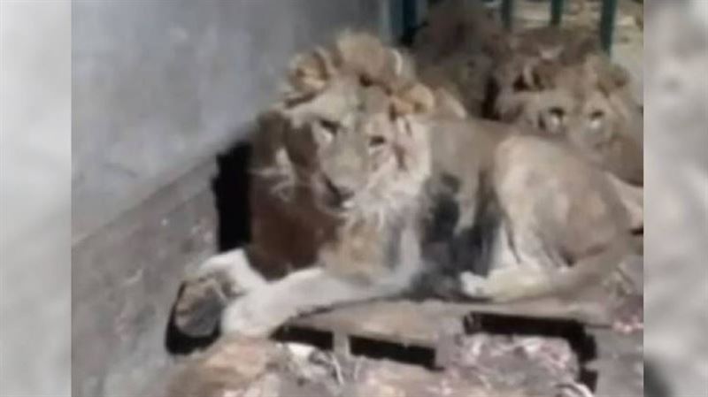 動物管理員耍帥「1人馴3獅」遭咬死全錄下