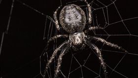 蜘蛛。（示意圖／PIXABAY）