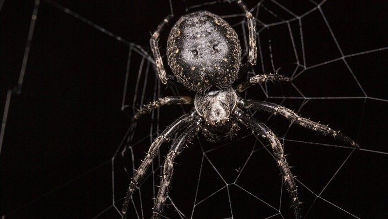 大阪世博驚見70隻紅背蜘蛛！1隻能毒死3人