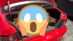 牛樟木,橫山,農業部,新竹（圖／翻攝畫面）