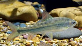 ▲「多鱗白甲魚」近幾十年數量急劇減少，呈現瀕危狀態。（圖／翻攝自百度百科）