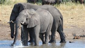 大象，水牛，非洲野生動物（圖／PIXABAY）