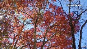 L賞楓垃圾.炸1800