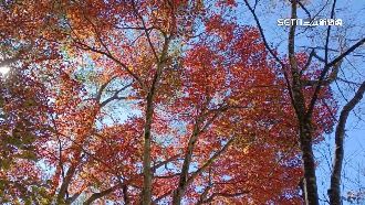 霞喀羅步道夯賞楓　交通、環境亂象不斷