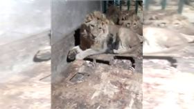  想讓女友看威猛！男進獅籠自拍遭3獅咬死（圖／翻攝Ｘ）