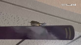 綠繡眼走失1個月　飛進派出所順利回家