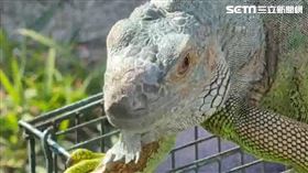抓4.4萬綠鬣蜥創新高！屏「移除訓練」招150人秒殺