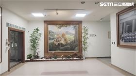 嘉義,慈濟大林醫院,苦苓,畫家