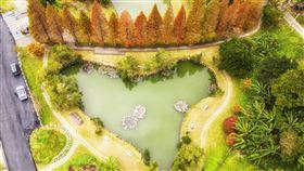 竹縣山區楓葉落羽松轉紅新竹縣政府6日表示，山區楓葉轉紅，包含在尖石後山秀巒、霞喀羅古道及五峰雪霸農場區等景點，邀請民眾前來欣賞美景。圖為北埔六塘愛心湖泊被緋紅落羽松環繞。（新竹縣政府提供）中央社記者郭宣(文三)傳真  114年1月6日