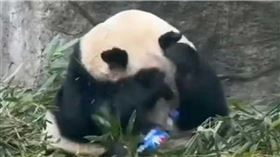 重慶動物園熊貓「蘭香」遭人扔可樂砸眾頭部。（圖／微博）