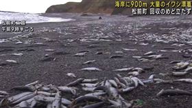 松前町海岸驚見大量沙丁魚被沖上岸。（圖／翻攝自YouTube／ HTB北海道ニュース）