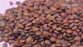 飆天價！當歸、酸棗仁翻倍漲　中藥店咬牙撐