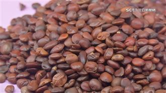 飆天價！當歸酸棗仁翻倍漲　中藥店咬牙撐