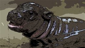 西非森林與迷你河馬的保育危機：全球需加速行動（圖／永續新聞網）