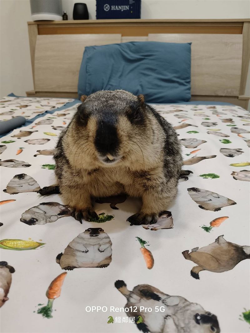 「沙西米」家中也飼養土撥鼠，除了分享萌照外，還會不定時開放課程讓小朋友、飼主更了解專業知識。（圖／鱷鄰居&amp;沙西米）