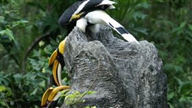 來台23年 北市動物園雙角犀鳥「白目」病逝台北市立動物園7日表示，自泰國來台逾23年的雌性雙角犀鳥「白目」因嚴重體腔發炎不治死亡，動物園將密切關注牠的雄性伴侶「紅目」的健康狀況。圖為「紅目」、「白目」彼此互動良好，會互相餵食。（台北市立動物園提供）中央社記者陳昱婷傳真  114年1月7日