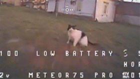 俄國「戰鬥貓」貓拳擊落無人機！烏軍傻眼