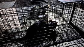 新北市三重區六張街建案「莘聖沐光居」6日開挖地基時，因鑽探失誤導致地基掏空，造成鄰宅倒塌、嚴重傾斜，其中1戶受災戶所飼養的5隻貓受困在屋內，新北市動保處昨天從破洞的牆壁進入房內，放置5個誘捕籠，昨晚成功誘捕救出2貓，今早又再捕獲1貓，另外2隻貓被目擊已逃跑出去，暫時失去蹤影。