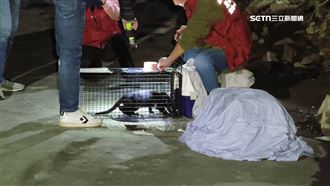 三重倒塌宅5貓受困　動保處「罐罐誘捕」