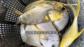 野生白鯧價高　養殖黃金鯧替補、價格也漲