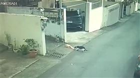 花生米離奇失竊，報警調監視抓賊，他見小偷身影笑了，小貓，花生米香味吸引，偷偷叼走(圖／翻攝畫面)