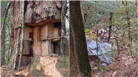 神木,山老鼠,盜伐,南投,奧萬大,馬海濮富士山,紅檜（圖／翻攝Threads／itsup.to.you）