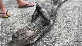 屏東恆春鎮水溝出現鱷魚  已捕獲將送屏科大屏東縣恆春鎮南門附近8日下午有民眾在水溝蓋裡發現1隻鱷魚，引來不少人圍觀；縣府農業處動保科前往處理，已捕獲鱷魚，推測應特殊寵物遺失，將先行送交屏東科技大學。（民眾提供）中央社記者黃郁菁傳真  114年1月8日