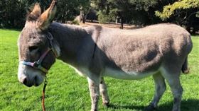 Perry作為《史瑞克》電影角色的原型，「驢子」的不少動作都是用牠來提取。（圖／翻攝自IG＠bpdonkeys）