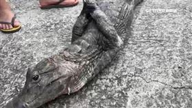 嚇! 恆春南門有鱷魚 身長百公分躲排水溝