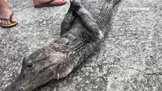 嚇！恆春南門有鱷魚　身長百公分躲排水溝