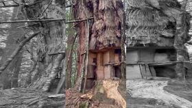  南投，奧萬大，馬海僕富士山，千年紅檜神木，遭山老鼠千刀萬剮，切割成馬賽克，山友直擊(圖／山友提供)