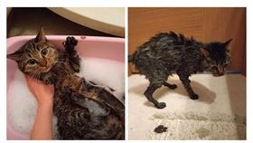 「你想看橘貓全身濕透的樣子嗎？」洗澡懲罰畫面惹壞網友