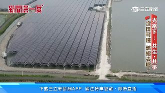 影／光電下共生共爭　政策缺標準如放生
