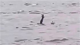 近日國外瘋傳一片段，若在海上看到有人載浮載沉要溺斃，千萬不要相信，因為這一切都是鱷魚的把戲！傳出牠們會模仿人類溺斃，吸引好心人前來營救，最終就是要捕食人類。