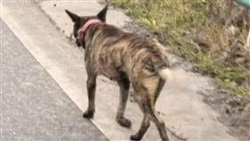 當地居民拍下，其中一隻咬人犬隻的照片。（圖／翻攝自微博）

