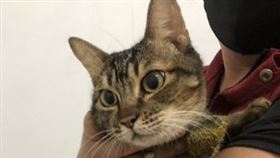 不當飼養的行為被動保處開罰，毛孩們也被送養。（圖／動保處提供）