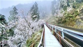 白雪紛飛的場景，吸引許多民眾到場。（圖／國家森林遊樂區提供）