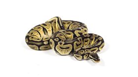 球蟒,走私,內衣