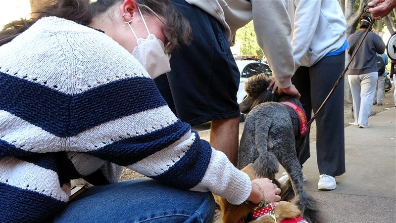 加州野火民生物資湧災區　治療犬提供慰藉