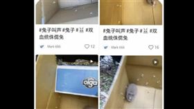 小紅書上出現多段虐兔影片，拍攝地疑發生在新北市。（圖／翻攝自爆料公社）