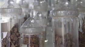 奶奶用偏方治孫子…他吃藥後昏迷進ICU　親媽淚崩：隨時會沒命