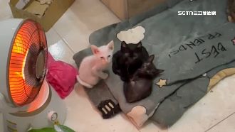 81貓3狗「飄惡臭、未絕育」　飼主遭重罰