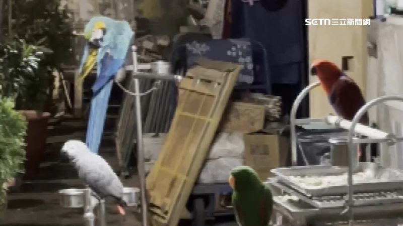 鸚鵡群「叫聲合唱」擾安寧　鄰怒：快崩潰