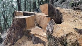 過年前撈一把，山老鼠帶堂弟、兒子犯案　廂型車，塞滿珍貴扁柏17塊，市價23萬(圖／翻攝畫面)